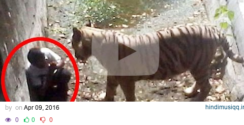 5 Most Shocking Animal Attacks Caught on Tape pagalworld mp3 song download