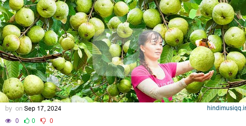 Harvesting A Lot Of Guava Fruit Goes To Countryside Market Sell - Farm Life | Phuong Daily Harvest pagalworld mp3 song download