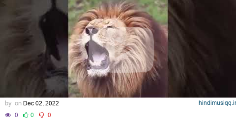 Lion Sound 🦁 | Lion Roaring ( Roar sound ) #shorts pagalworld mp3 song download