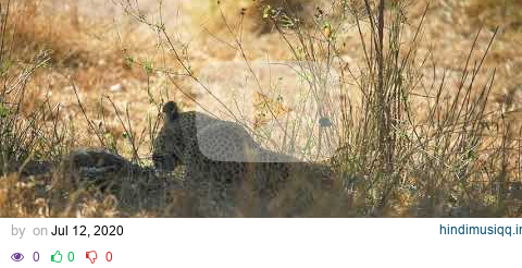 Leopardess eats leopard cub pagalworld mp3 song download