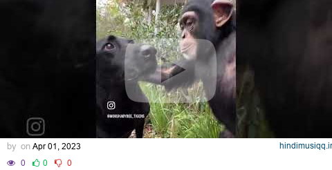 ❤️🐶🐵 #animal #ape #babyanimals #chimp #monkey #labrador #dog pagalworld mp3 song download